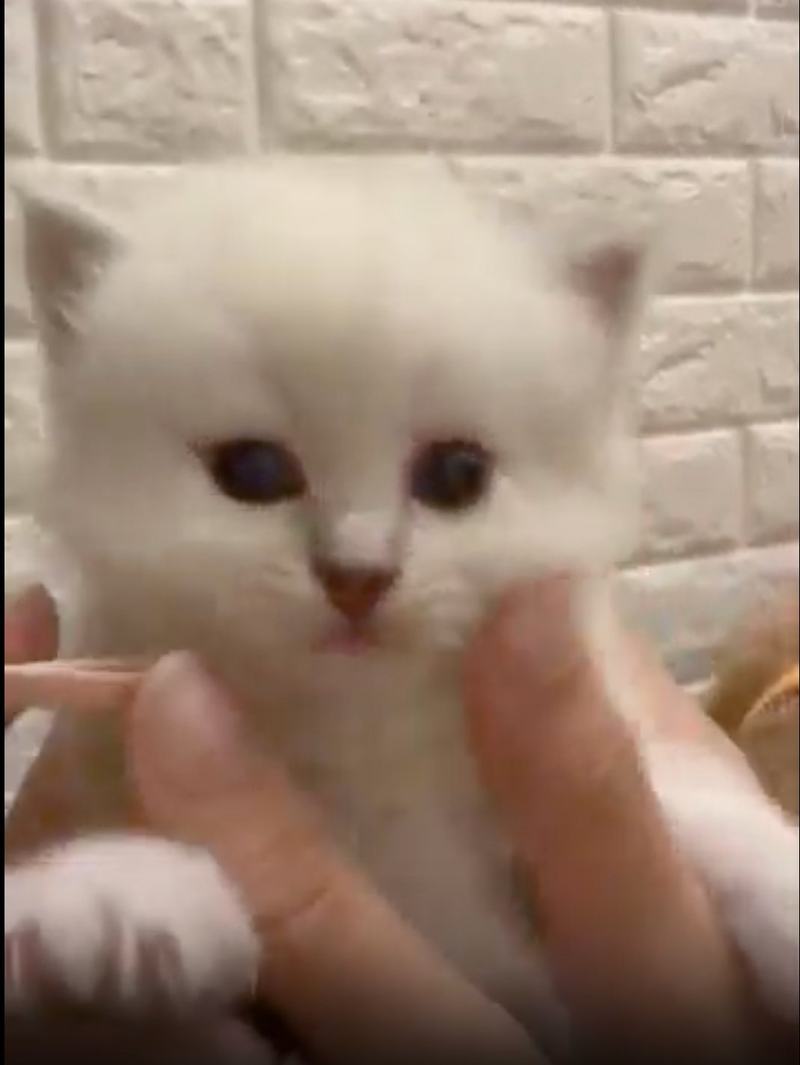 Vivian?, a blue point Siberian girl